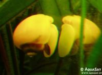 Ampullaria australis
10.06.2008